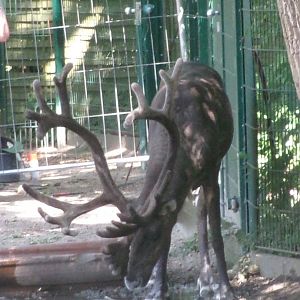 Eurasian forest reindeer