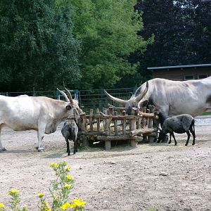 Hungarian grey cattle and racka sheep