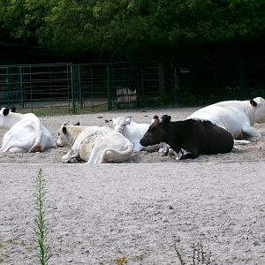 Swedish mountain cattle