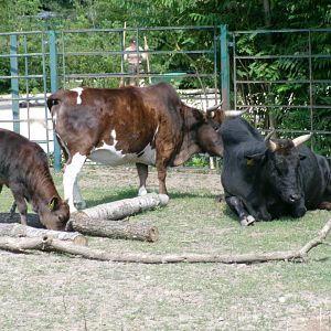 Azerbaijan zebu