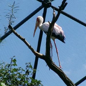 Yellow-billed stork