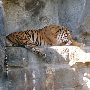 Sumatran tiger