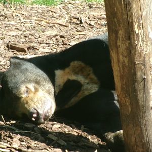 Sun bear