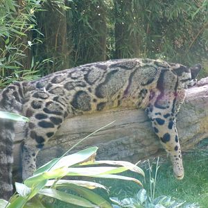 Indochinese clouded leopard