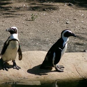 African penguins