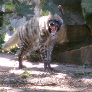 Arabian striped hyena