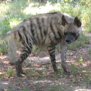 Arabian striped hyena