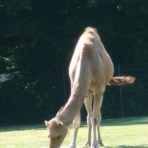 Dromedary camel