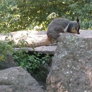 Yellow-footed rock wallaby