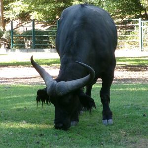 Cape buffalo