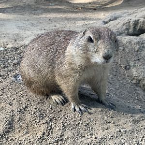 Black-tailed prairie dog