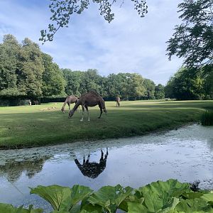 Dromedary camel paddock