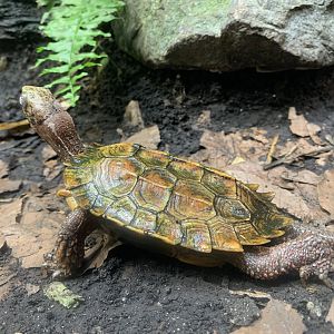 Black-breasted leaf turtle