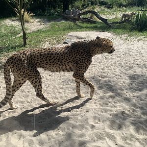 Sudan cheetah