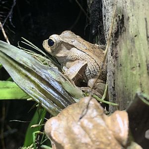 File-eared tree frog