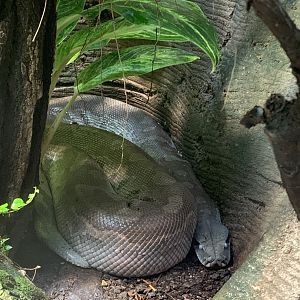 Brongersma's short-tailed python