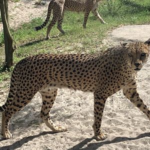 Sudan cheetah