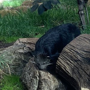 Binturongs