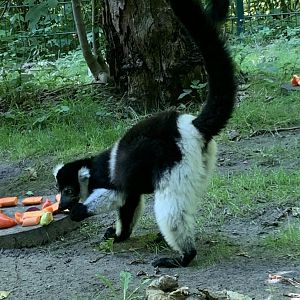 White-belted black-and-white ruffed lemur