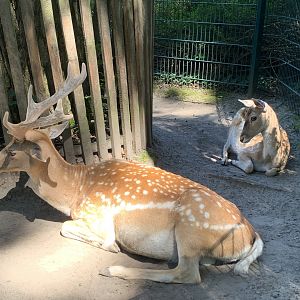 Persian fallow deer