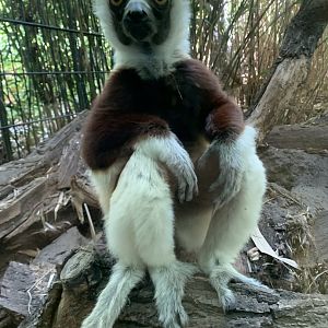 Coquerel's sifaka