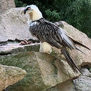 Bearded vulture