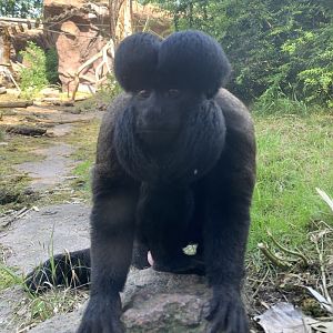 Guianan bearded saki