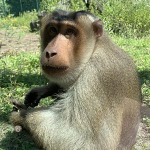 Sunda pig-tailed macaque