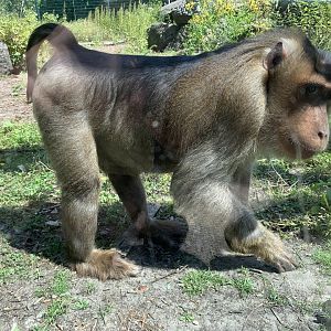 Sunda pig-tailed macaque