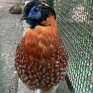 Temminck's tragopan