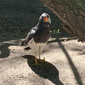 Mountain caracara
