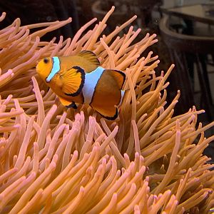 Ocellaris clownfish