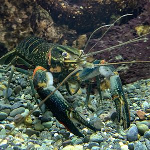 Freshwater blueclaw crayfish