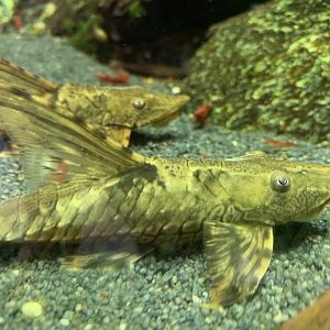 Whiptail catfish