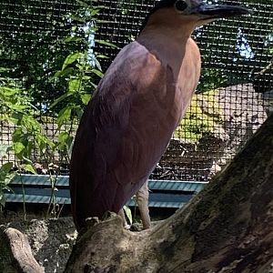 Rufous night-heron