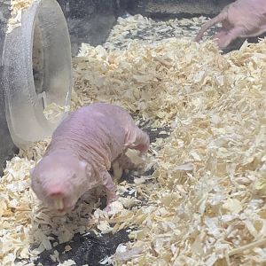 Naked mole rat