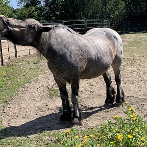 Mecklenburgian cold-blooded horse