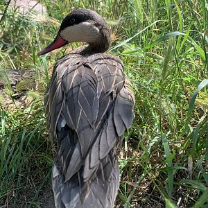 Red-billed teal