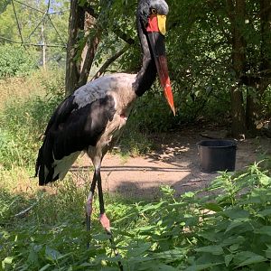 Saddle-billed stork