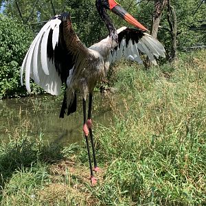 Saddle-billed stork