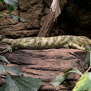 Solomon Island skink