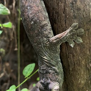 Bavay's giant gecko