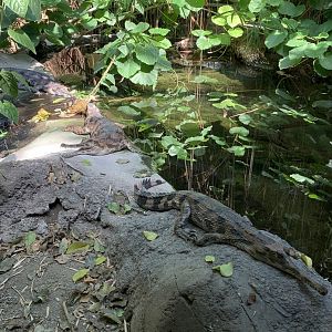 Malaysian gharials