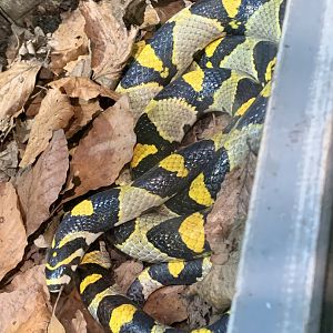 Mandarin ratsnake