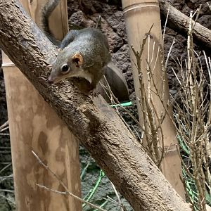 Northern treeshrew