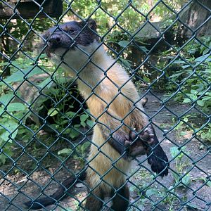 Northern yellow-throated marten
