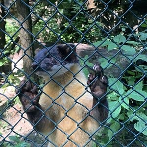 Northern yellow-throated marten