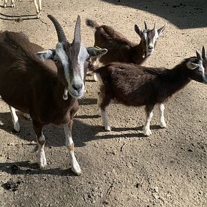 Thuringian goats