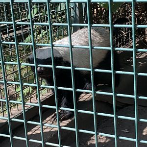 Central African ratel