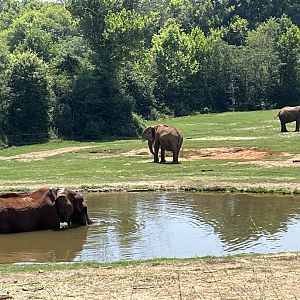 C’Sar taking a dip